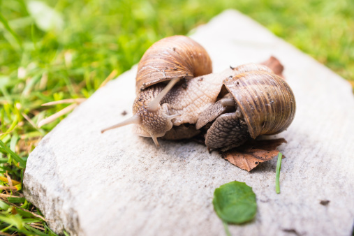 Two snails in love embrace on the rock against green grass.