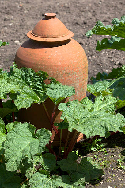 Rabarbaro crescita Avanti di Terracotta Forcer Cloches. - foto stock