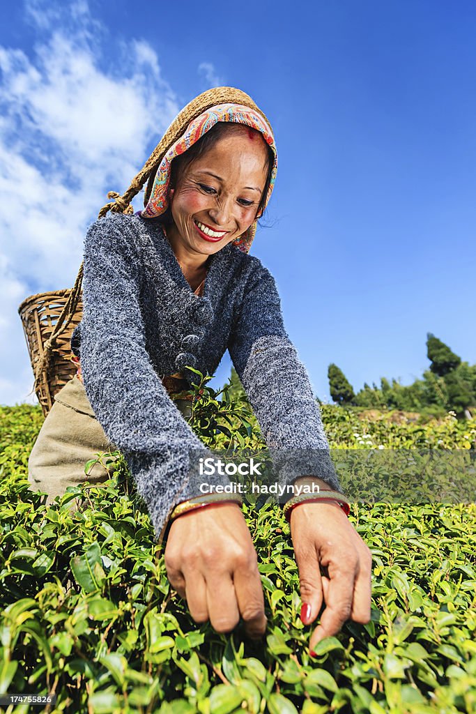 Indian separadores plucking folhas de chá em Darjeeling, Índia - Foto de stock de Darjeeling royalty-free