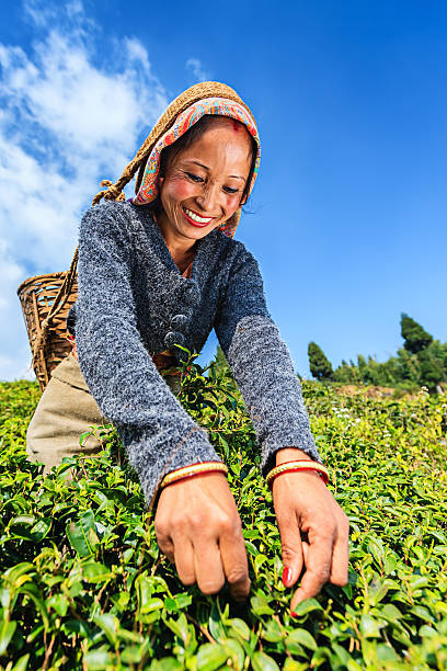 indian pickers depena folhas de chá de darjeeling, índia - tea crop tea leaves plantation farmer imagens e fotografias de stock