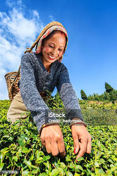 Foto de Indian Separadores Plucking Folhas De Chá Em Darjeeling Índia e mais fotos de stock de Darjeeling