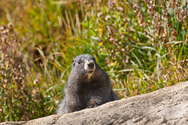 closeup of an alpine marmot on a white background eating a yellow apple - Großglockner Austria