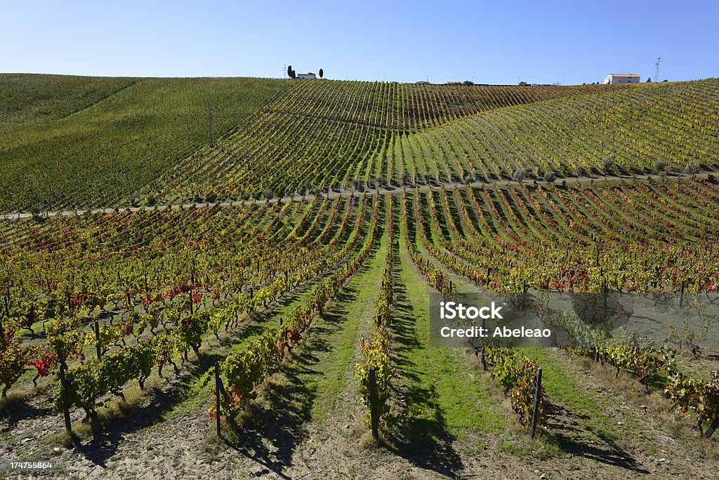 Vignoble du Douro - Photo de Aliments et boissons libre de droits