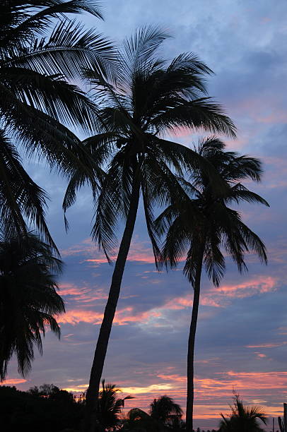 istock Arugam Bay,Sri Lanka. 174755867