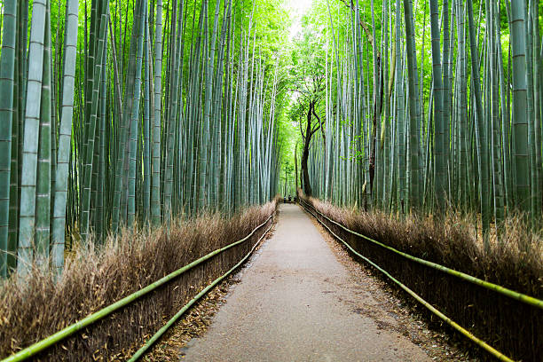 istock Path through tall bamboo groves in Japan 174755889