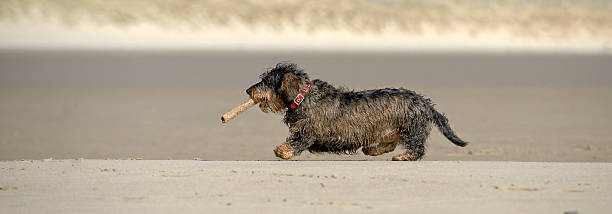 dog on a mission wire haired dachshund running along the beach with her stick wire haired stock pictures, royalty-free photos & images