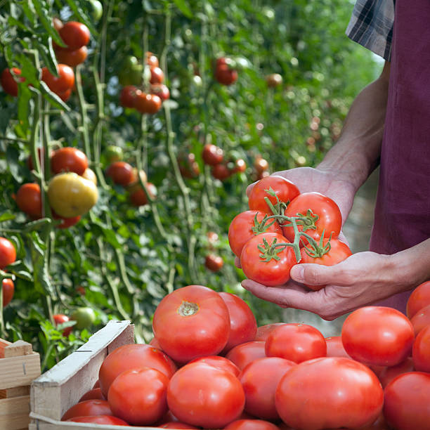 istock Freshly picked tomatoes being placed in crate by a farmer 174755938