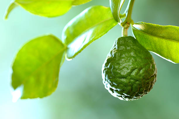 istock Kaffir Lime or Bergamot fruit on branch 174755987