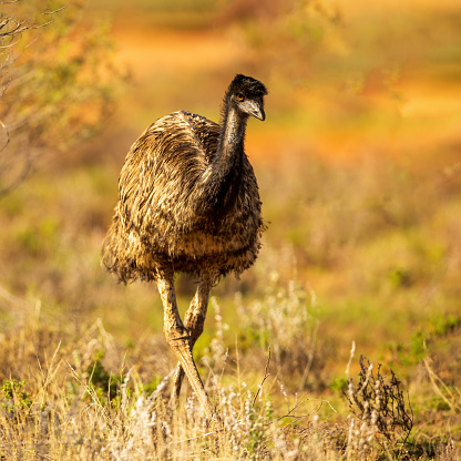 Funny face of an ostrich with open mouth in the front of heavily blurred leaves