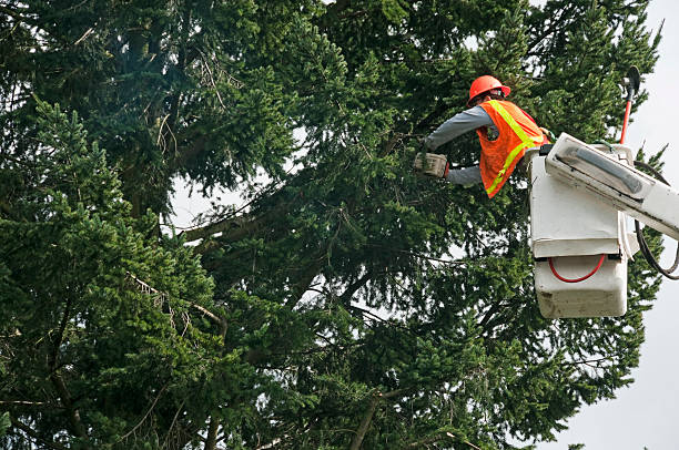 istock Man using chainsaw to cut branches away from power lines 174756235