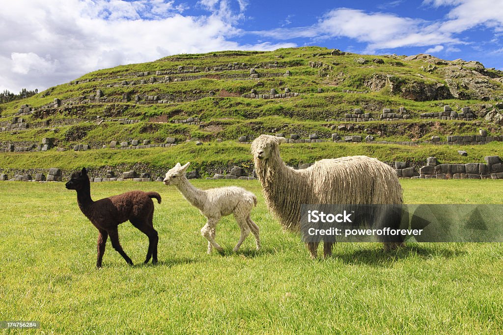 Alpacas at Sacsayhuamán-쿠스코, 페류 - 로열티 프리 요새 스톡 사진