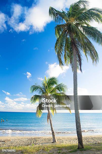 Duas Árvores De Coco Na Praia - Fotografias de stock e mais imagens de Ao Ar Livre - Ao Ar Livre, Areia, Azul