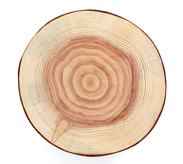 istock Cross section of a tree trunk revealing the growth rings 174756599