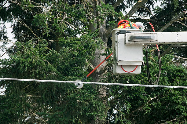 istock Man with saw cutting tree limbs away from power lines 174756620