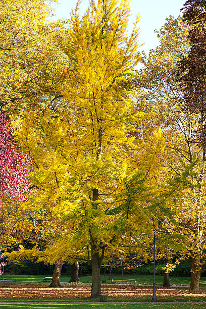 istock Colourful trees - autumnal park 174756674