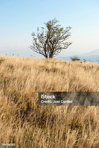 Foto de Lone Tree Na Encosta Herbácea e mais fotos de stock de Appalachia - Appalachia, Campo, Cena Não-urbana