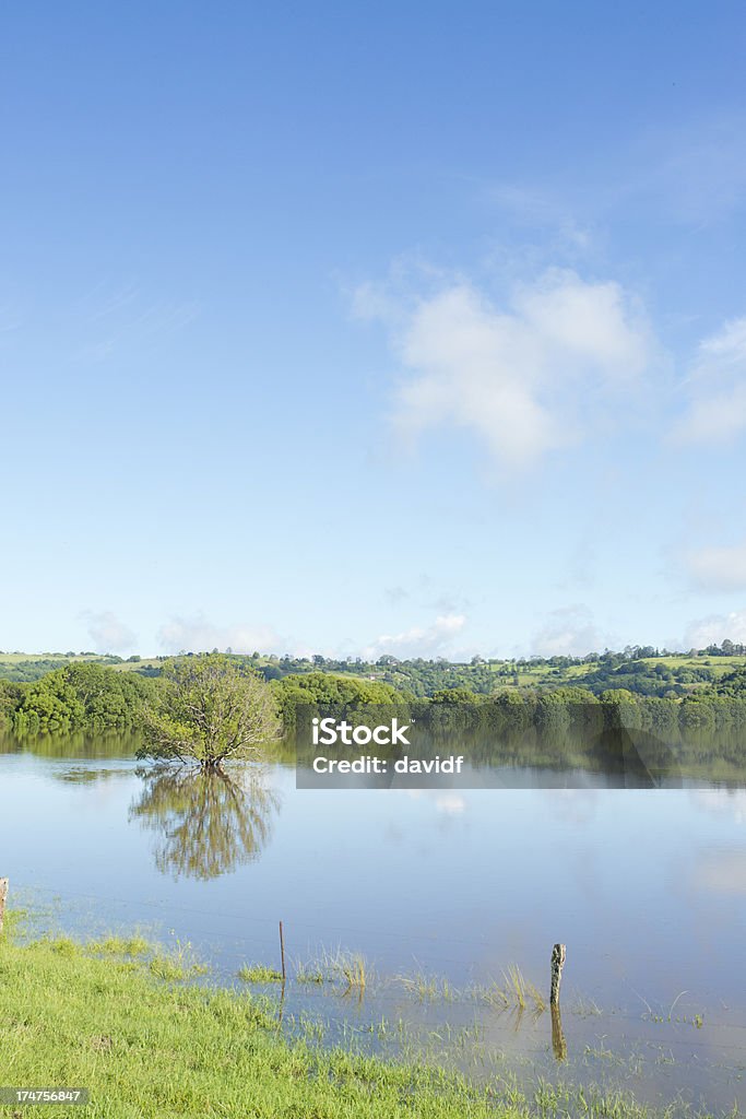 Bäume in einem lichtdurchfluteten Paddock - Lizenzfrei Lismore - Schottland Stock-Foto