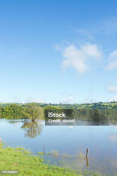 Photo libre de droit de Arbres Dans Un Paddock Lumière banque d'images et plus d'images libres de droit de Inondation - Inondation, Lismore - Ecosse, Australie