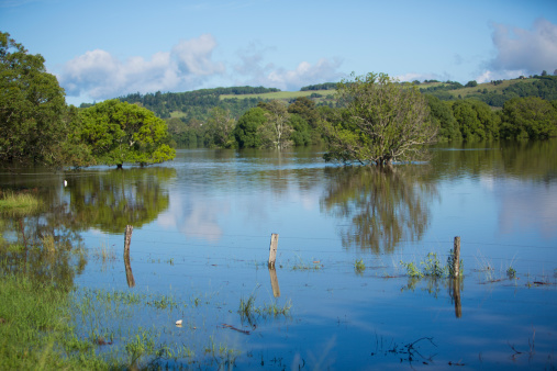 Trees in a flooded farm paddock