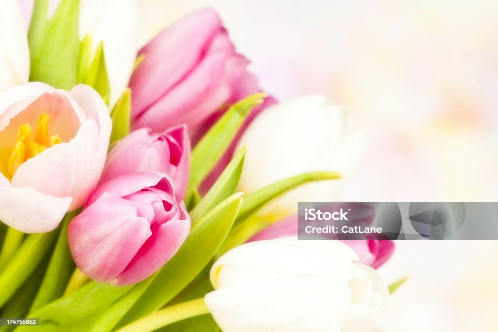Belo buquê de tulipas - Foto de stock de Amontoamento royalty-free