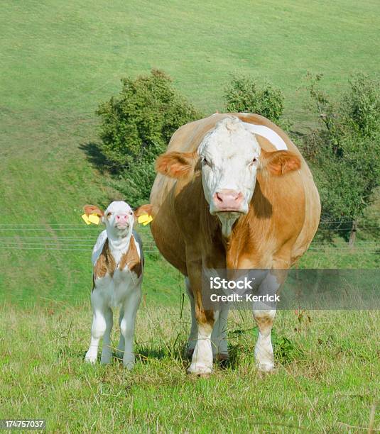 Kühe Auf Wiese Stockfoto und mehr Bilder von Agrarbetrieb - Agrarbetrieb, Blau, Braun