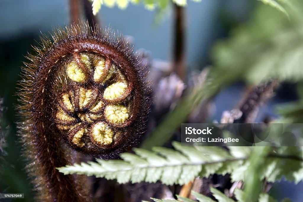 Punga Fern Blattfiedern (Koru) - Lizenzfrei Baumfarn Stock-Foto