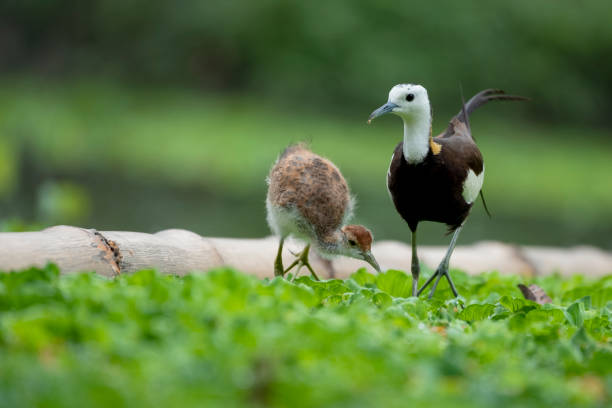 istock The pheasant-tailed jacana is a jacana in the monotypic genus Hydrophasianus 1747570561