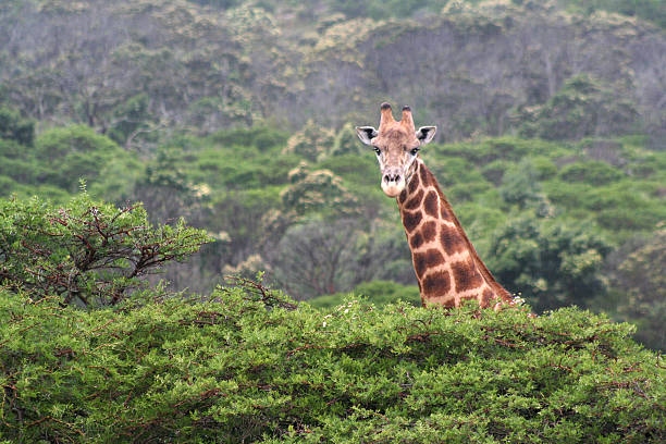 Giraffe towering over acacia trees at an African Game Reserve. stock photo
