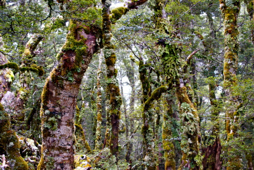 Looking into the  Silver Beech (Nothofagus menziesii) in the Kahurangi National Park of New Zealand.