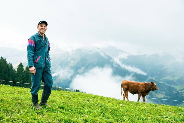 vacas en el pasto - cow swiss culture switzerland cattle fotografías e imágenes de stock