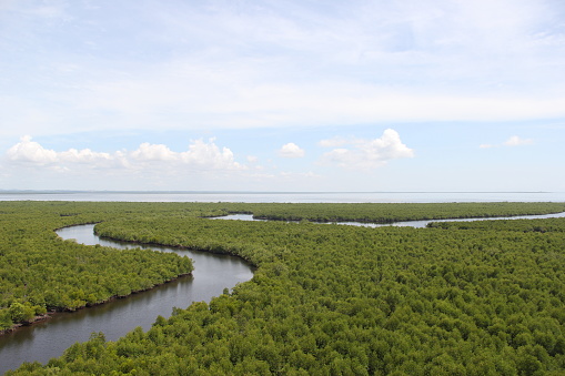 Mangroves are forest areas found along coastlines, coasts, or along rivers that are affected by seawater