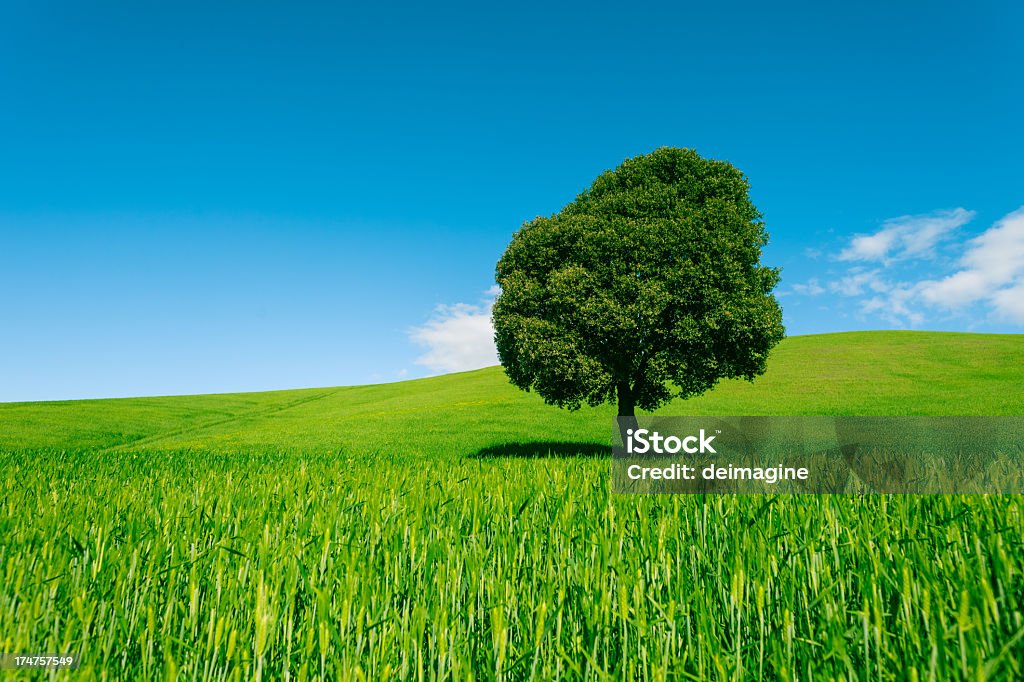 Paisaje de Toscana hills - Foto de stock de Agricultura libre de derechos