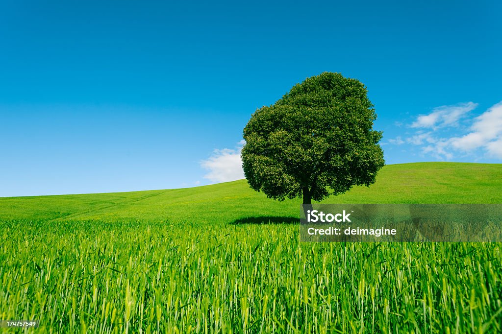 Paysage de collines de Toscane - Photo de Agriculture libre de droits