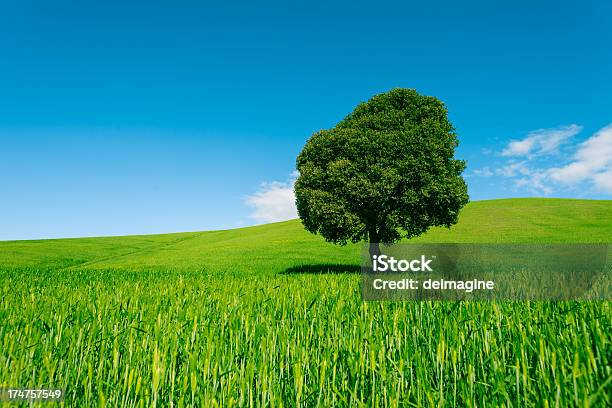 Photo libre de droit de Paysage De Collines De Toscane banque d'images et plus d'images libres de droit de Agriculture - Agriculture, Arbre, Beauté de la nature