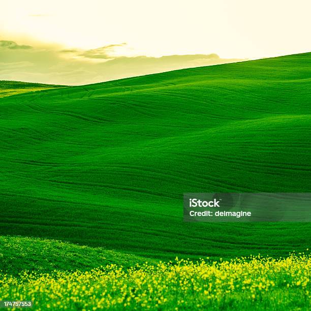 Panorama Colline Toscane - Fotografie stock e altre immagini di Agricoltura - Agricoltura, Ambientazione esterna, Ambientazione tranquilla