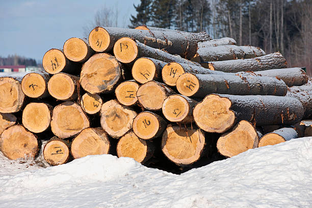 istock Stacks of logs for log cabin construction 174757634