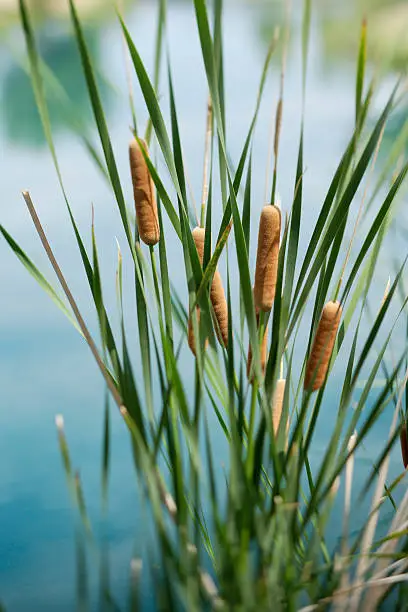 These cattails were next to a pond.  I decided to take advantage of my shift tilt lens and make it more dramatic.  I chose the focus to be just the cattails themselves and through the rest out.  Very dreamy like image.