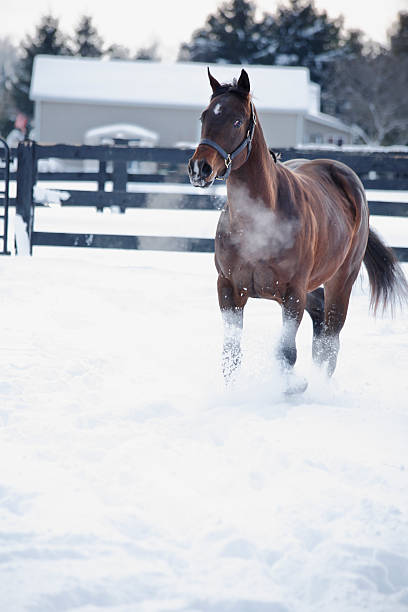 istock Horse trotting in the snow. 174757842