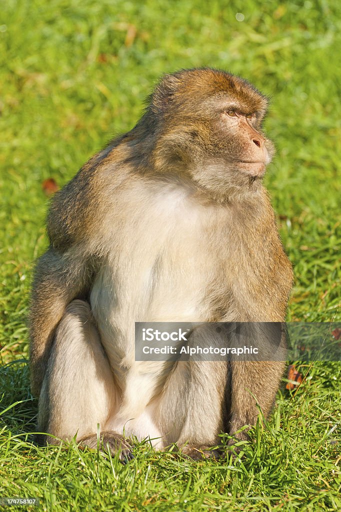 Barbary Macaques de estar - Foto de stock de Animal royalty-free
