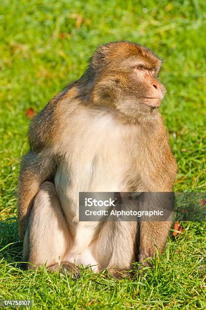 Foto de Barbary Macaques De Estar e mais fotos de stock de Animal - Animal, Animal selvagem, Argélia