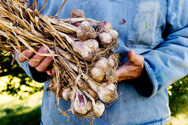 istock Organic Garlic Harvesting 174758123