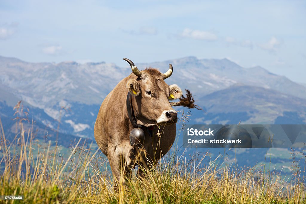 Vaca marrom - Foto de stock de Alpes europeus royalty-free