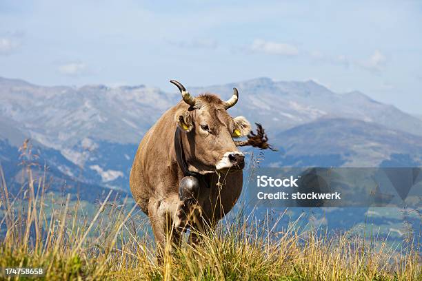 Foto de Vaca Marrom e mais fotos de stock de Alpes europeus - Alpes europeus, Cantão de Graubunden, Sininho de Vaca