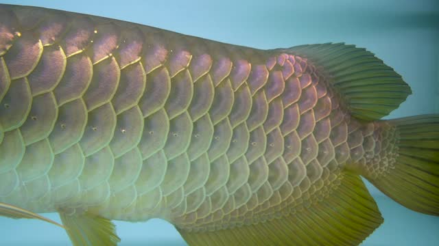 Close-up Golden Arowana in aquarium tank