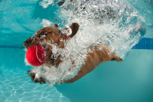 sausage dog dives head first into pool to retrieve its ball. Slight motion blur on legs and bubbles to accentuate movement.