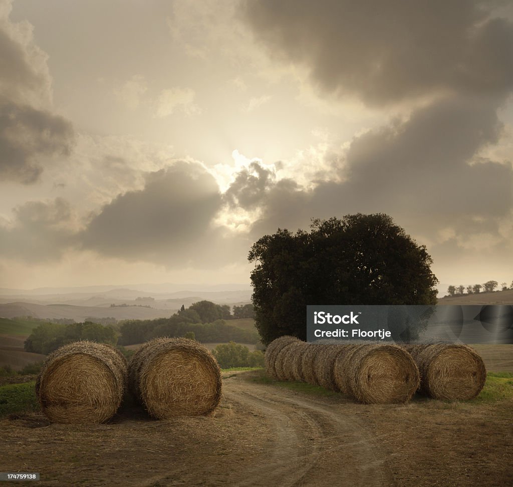 Italia: Toscana - Foto de stock de Agricultura libre de derechos