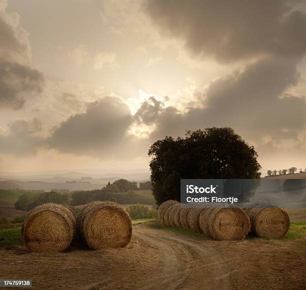 Italia Toscana Foto de stock y más banco de imágenes de Agricultura - Agricultura, Aire libre, Ajardinado