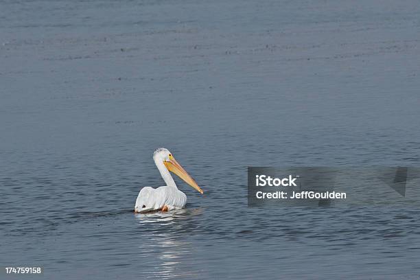 Pelicano Branco De Natação - Fotografias de stock e mais imagens de América do Norte - América do Norte, Animal, Animal selvagem