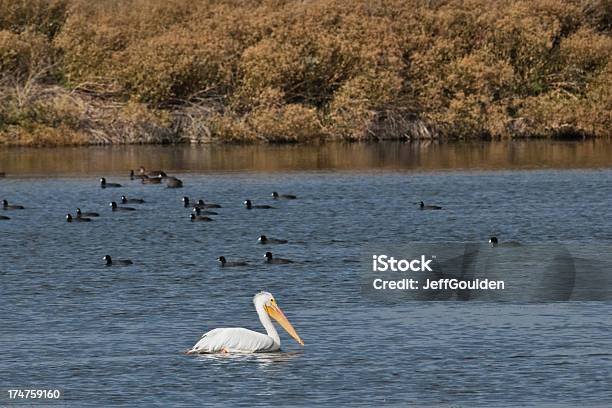 인명별 펠리컨 수영 Coots 0명에 대한 스톡 사진 및 기타 이미지 - 0명, 가을, 경관