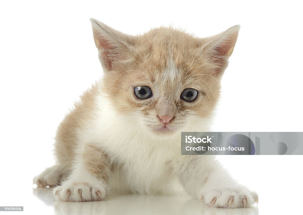 Pouco de gengibre um gatinho - Foto de stock de Amarelo royalty-free